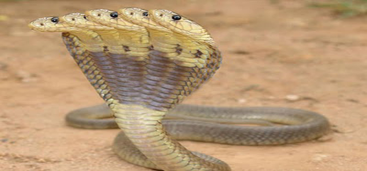 9. Ruru vows to avenge Snakes