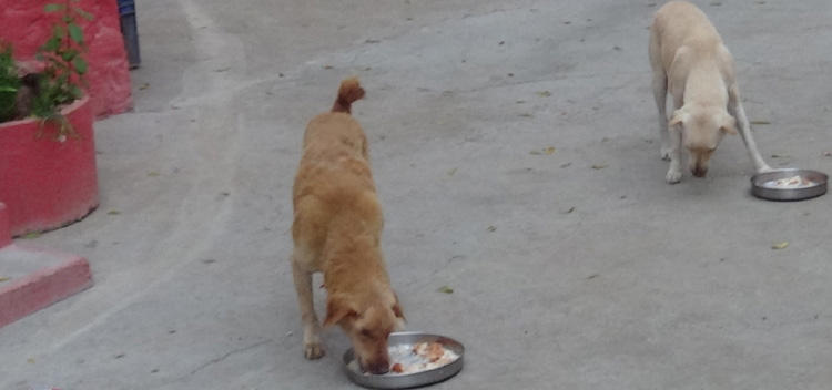 Feed Abandoned Hungry Stray Dogs – Remedy for effects of Rahu-Kethu-Pitru Dosha