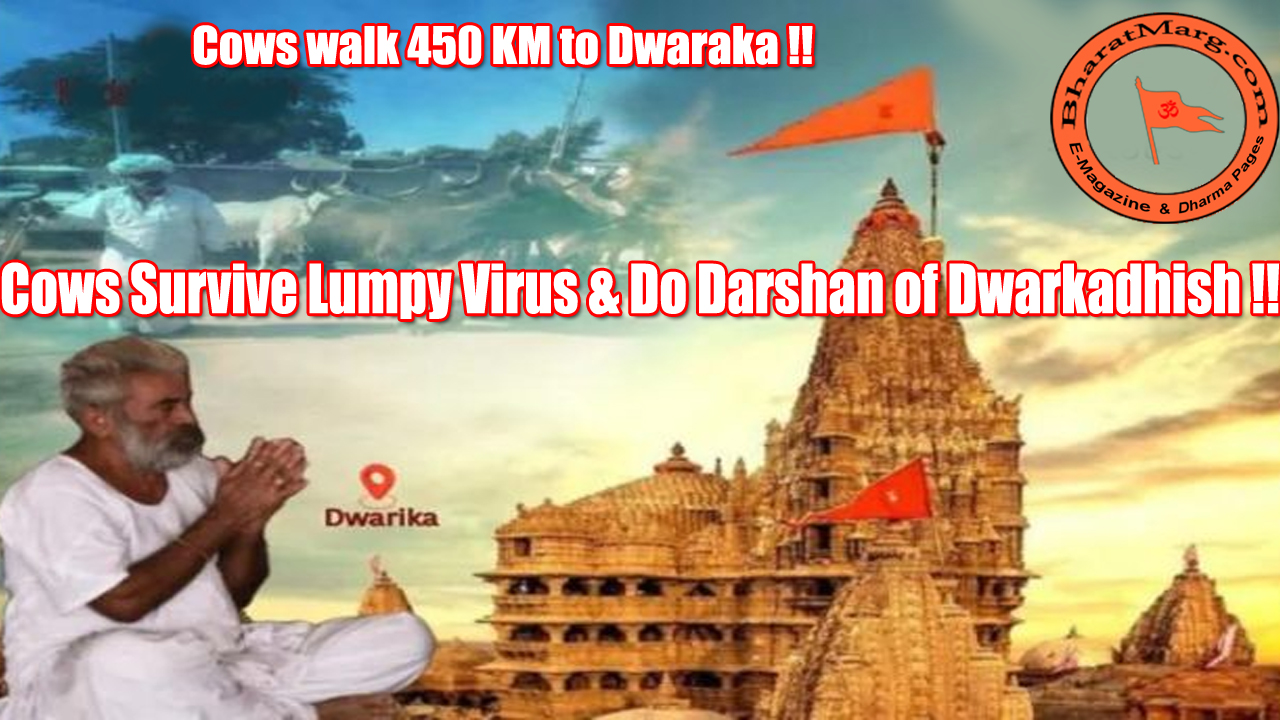 Cows Survive Lumpy Virus & Do Darshan of Dwarkadhish !!